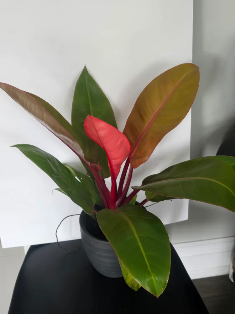 Philodendron  orange princess  6"pot image indicator(3)