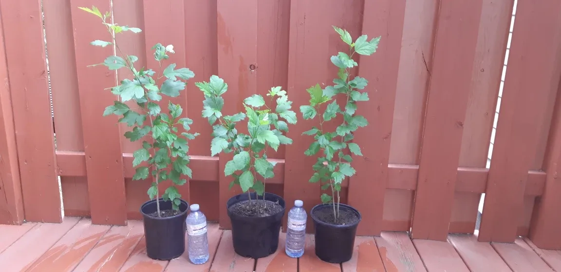 Potted Rose of Sharon Plants thumbnail
