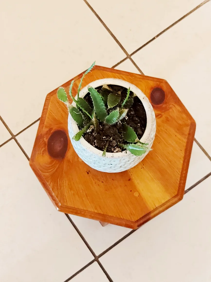 Christmas Cactus with Blue Planter image indicator(6)