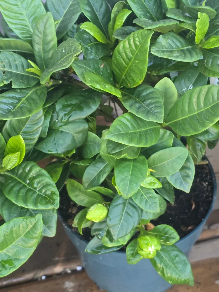 Gardenia Plant 6"pot image indicator(2)