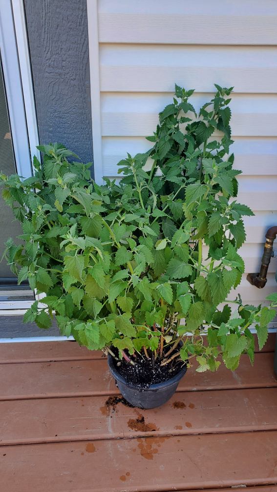 Catnip cat herb - photo 3