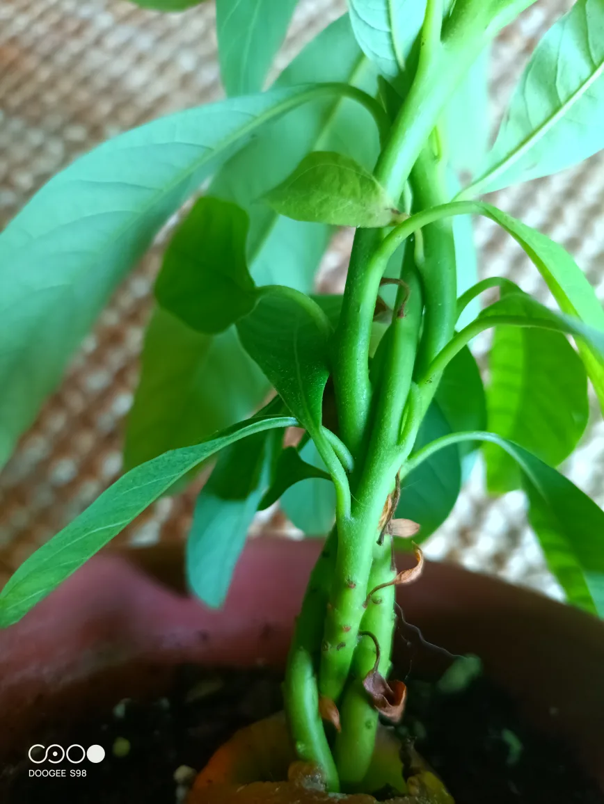 Unique Avocado Tree –Perfect for Bonsai Lovers image indicator(2)