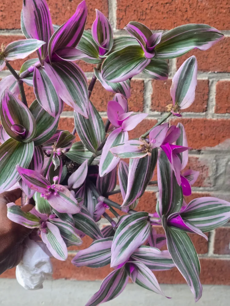 Tradescantia Plant thumbnail