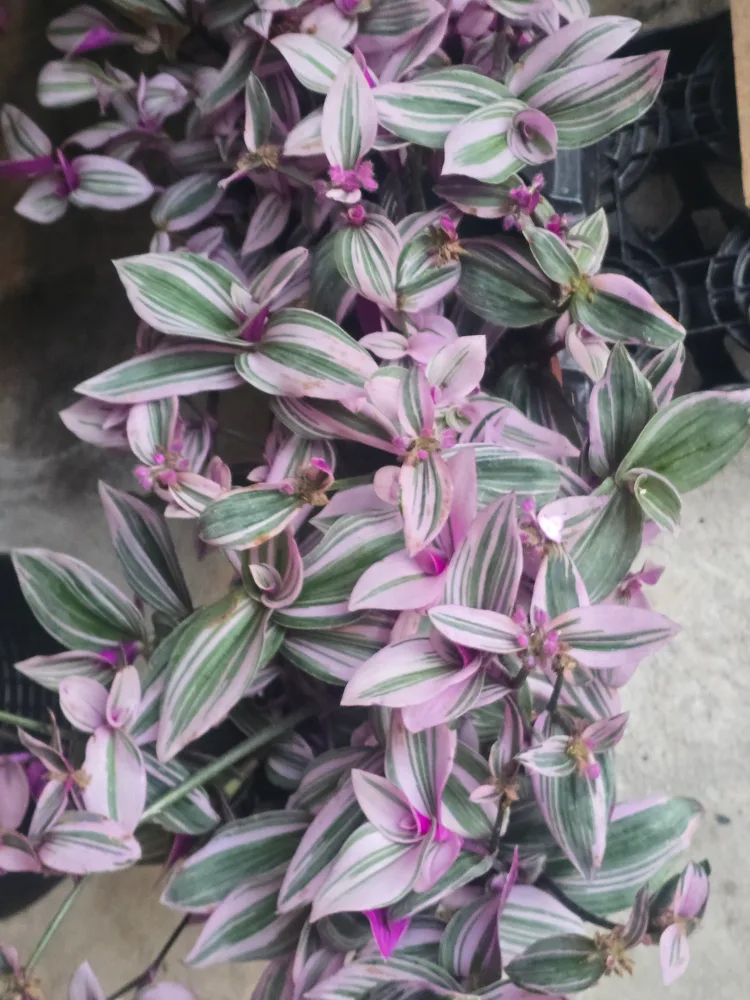 Tradescantia Plant image indicator(4)