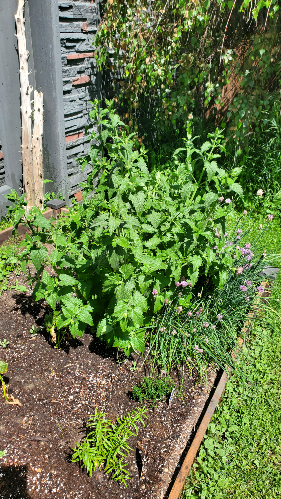 Catnip cat herb