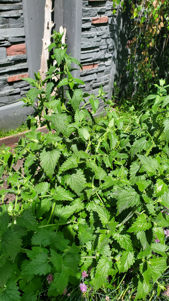 Catnip cat herb - photo 2