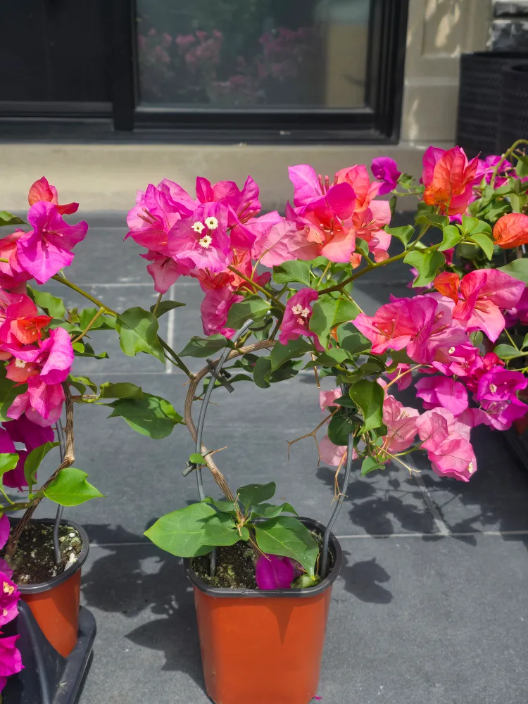 Bougainvillea Plants - Stunning Pink Flowers thumbnail