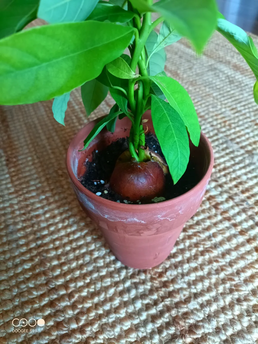Unique Avocado Tree –Perfect for Bonsai Lovers thumbnail