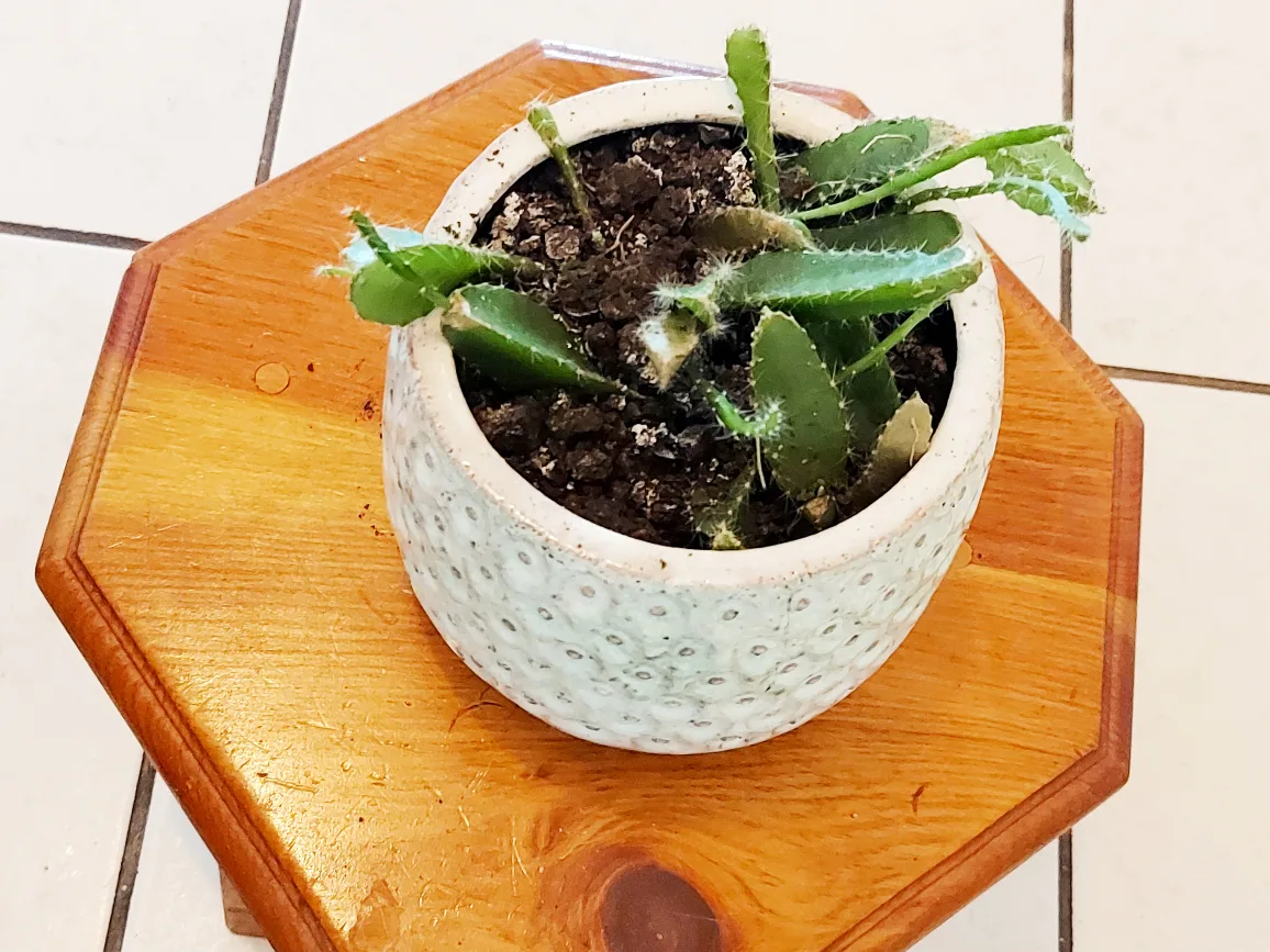 Christmas Cactus with Blue Planter image indicator(8)