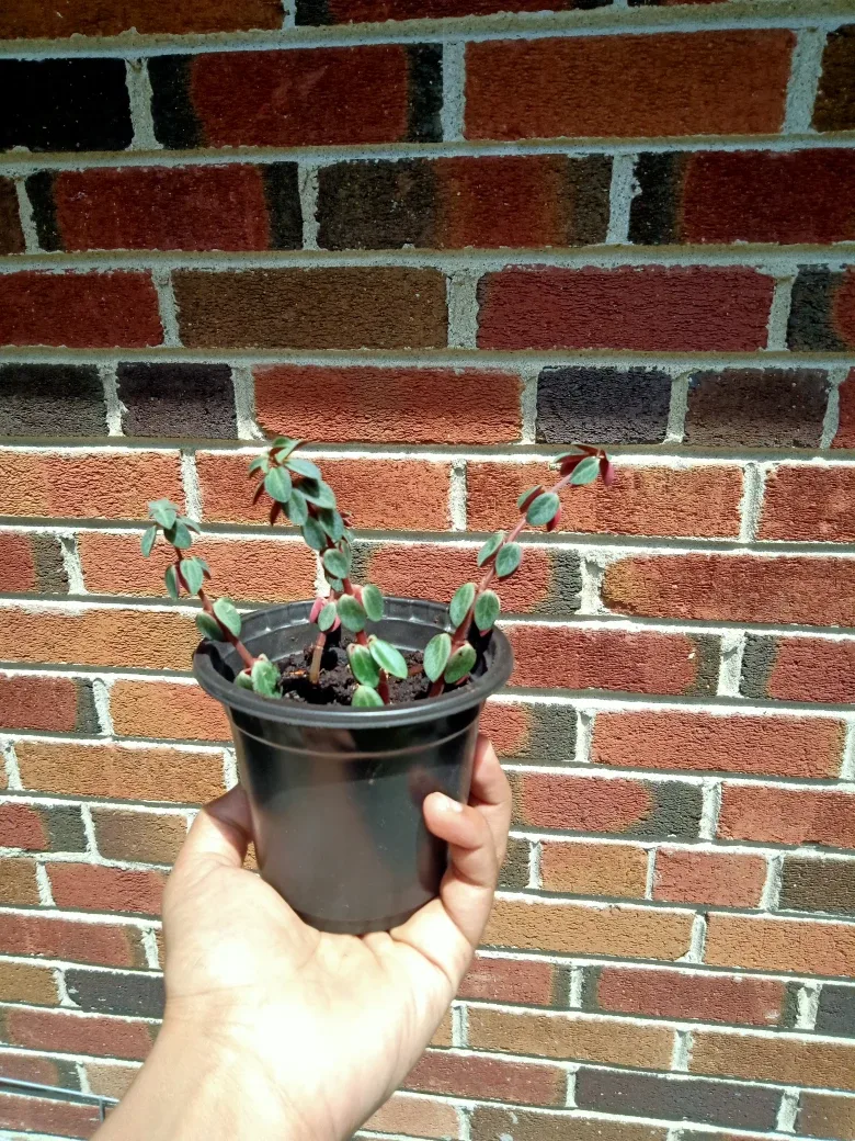 Beautiful houseplant - red and green leaves image indicator(2)