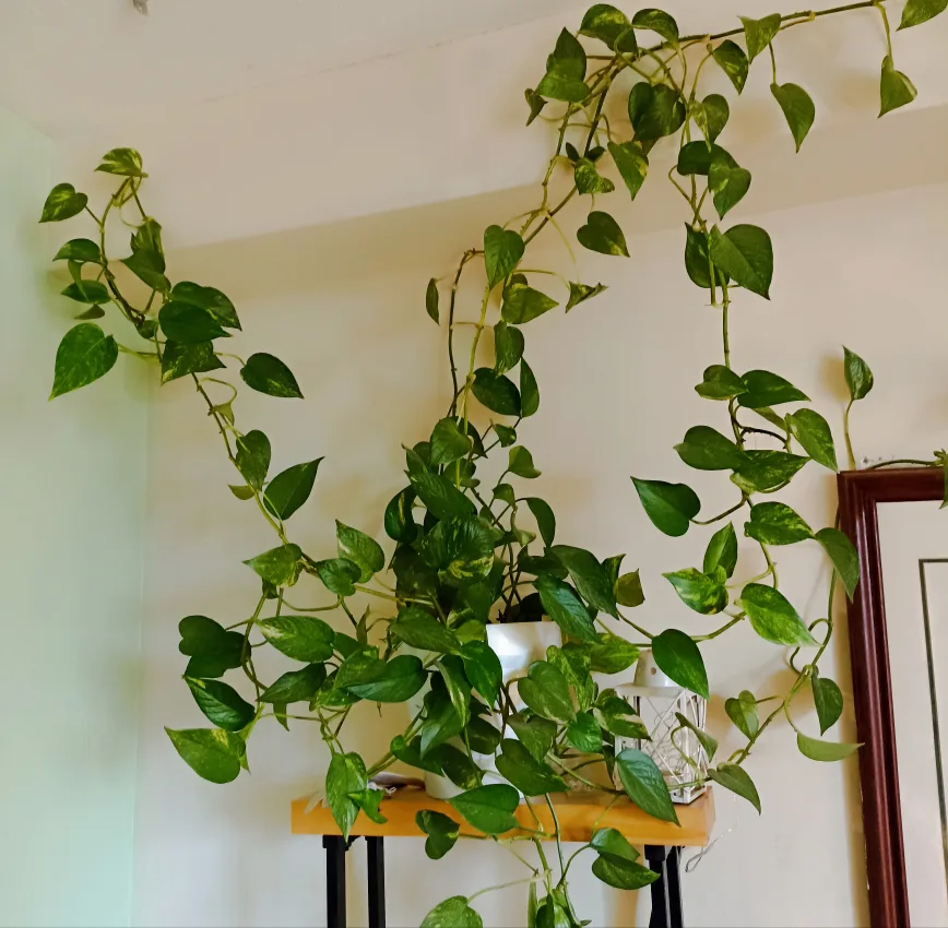 ‼️Sale‼️Golden Pothos Plant thumbnail