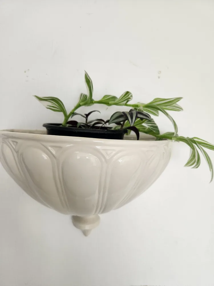 ceramic wall planter with 2 types plants thumbnail