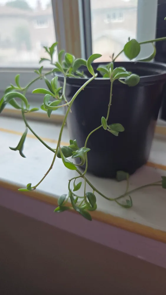 String of Dolphins Plant image indicator(2)