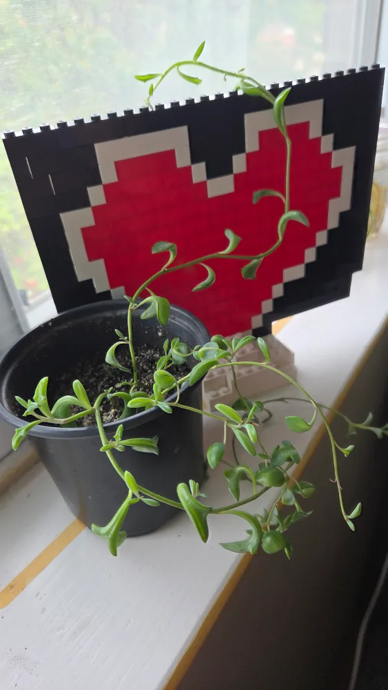 String of Dolphins Plant image indicator(3)