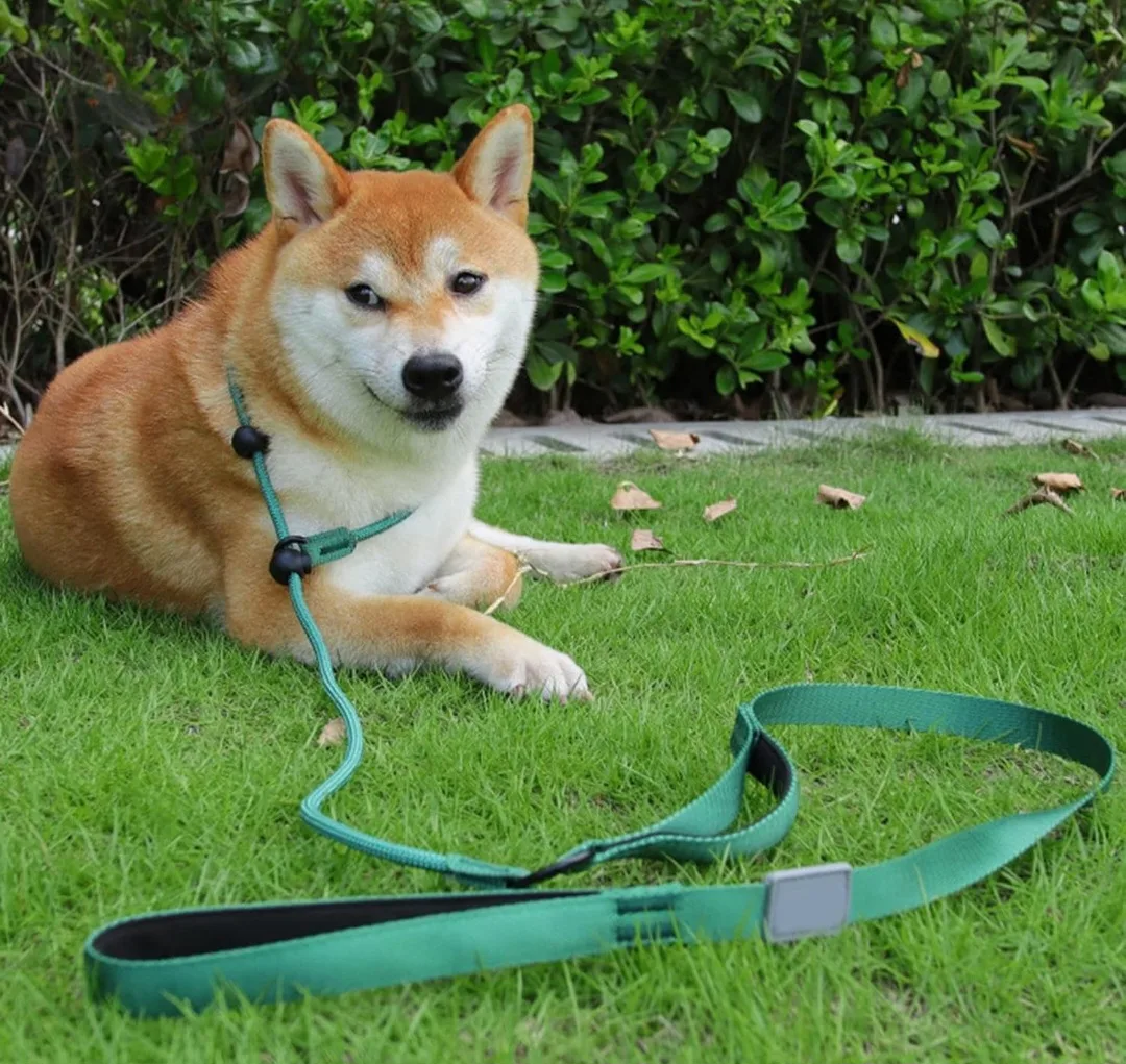 Dog Leash image indicator(2)