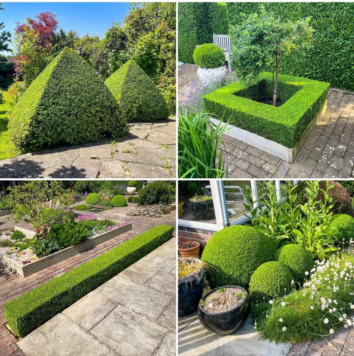 hedge trimming image indicator(3)