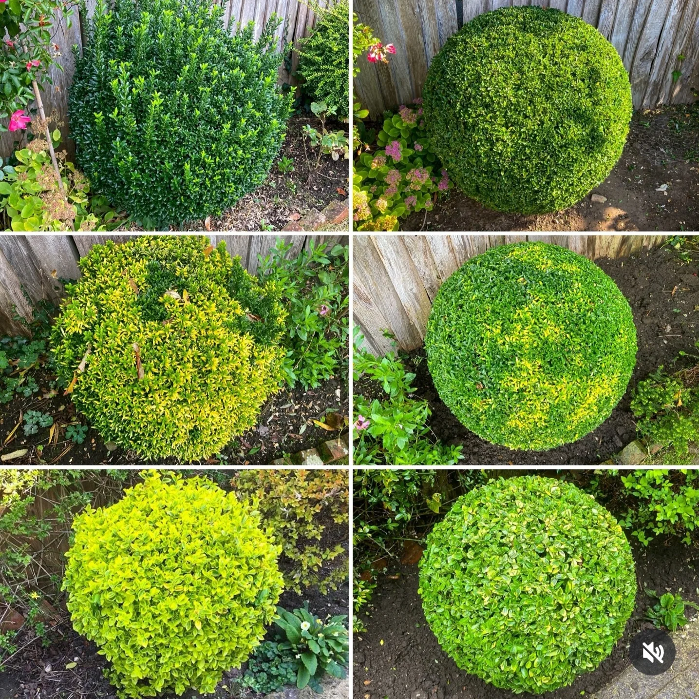 hedge trimming image indicator(4)