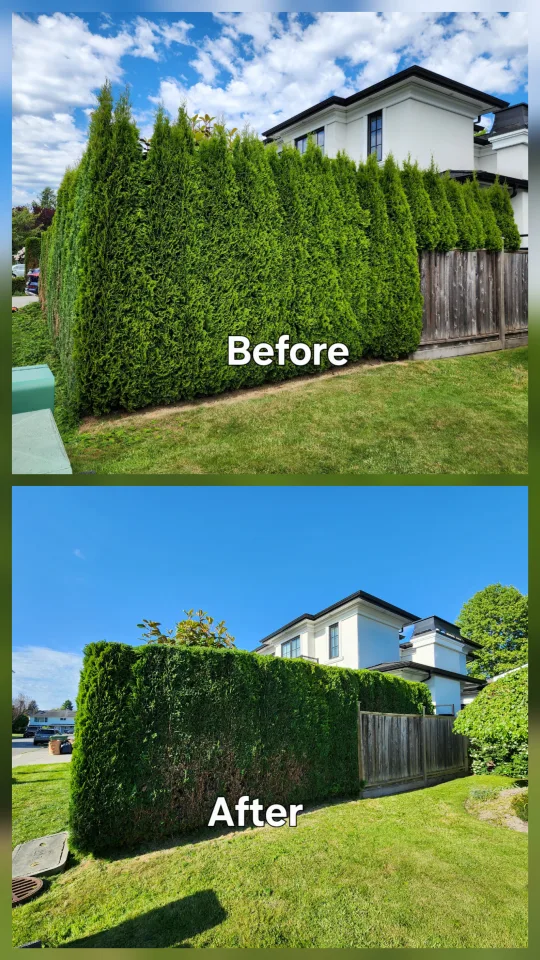 hedge trimming image indicator(8)