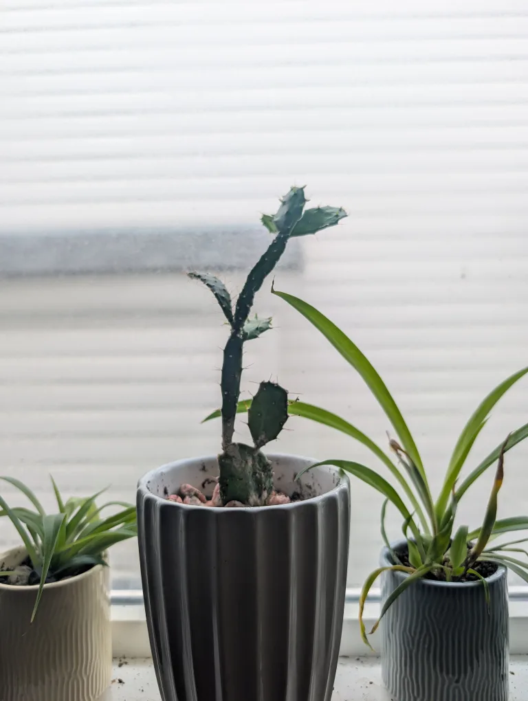 Potted Cactus thumbnail