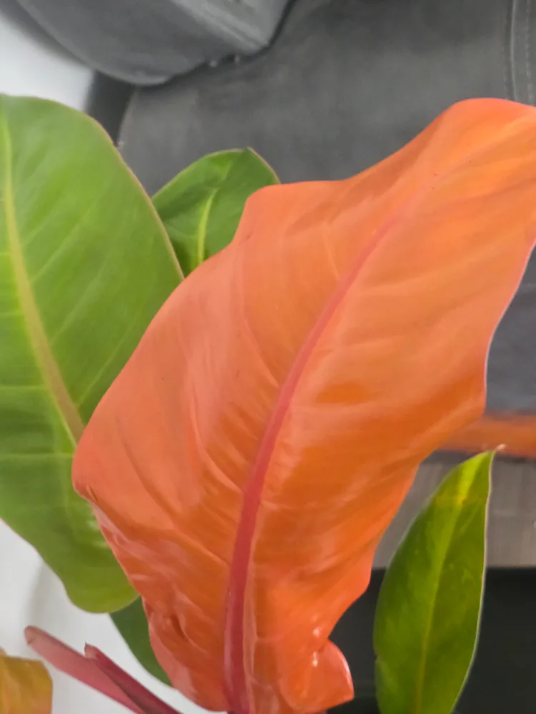 Philodendron  orange princess  6"pot thumbnail