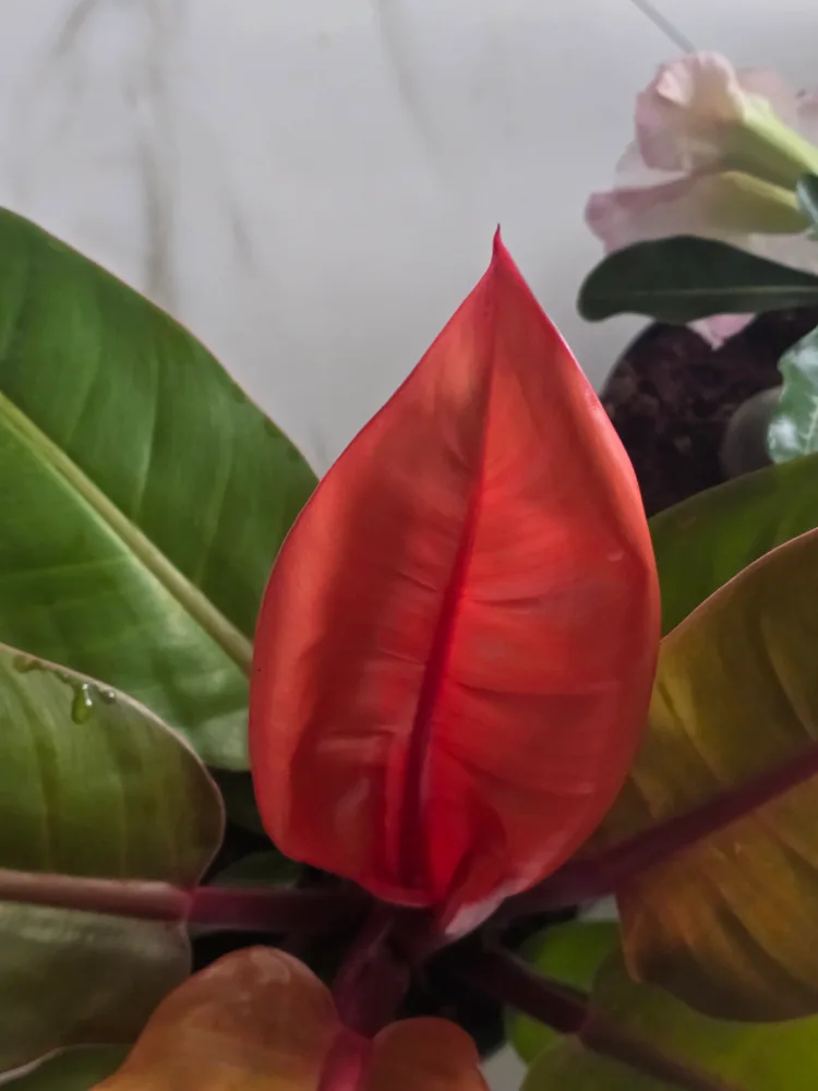 Philodendron  orange princess  6"pot image indicator(2)