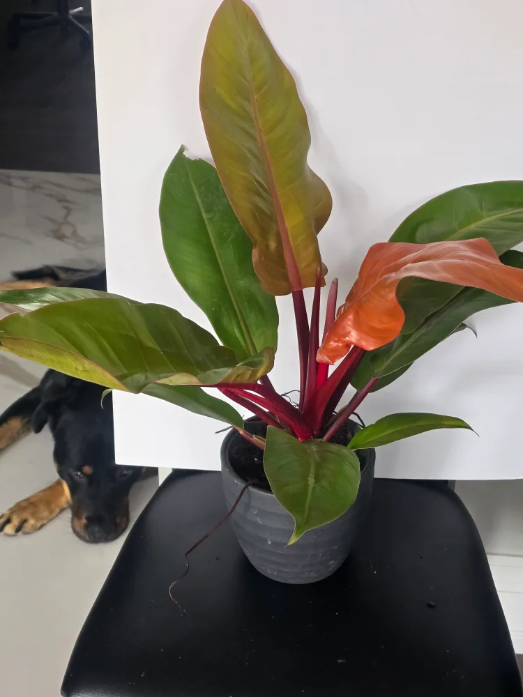Philodendron  orange princess  6"pot image indicator(4)