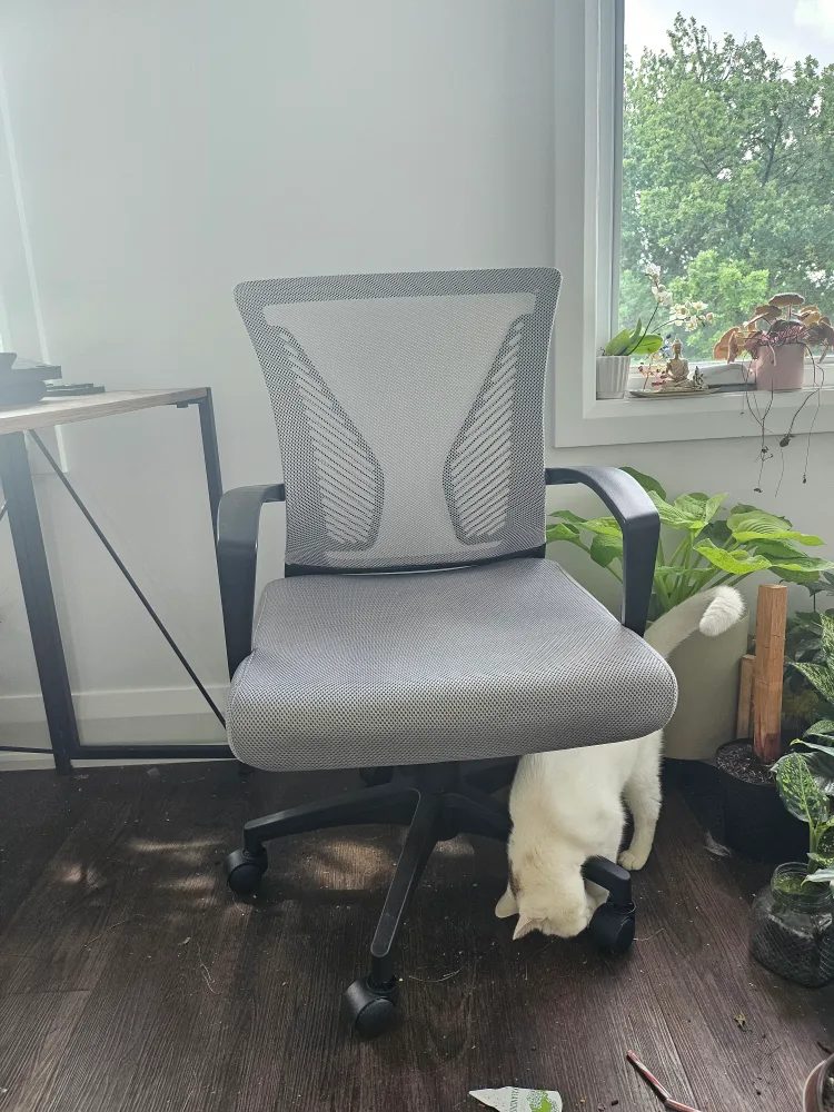 Office Chair - less than 1 week old thumbnail