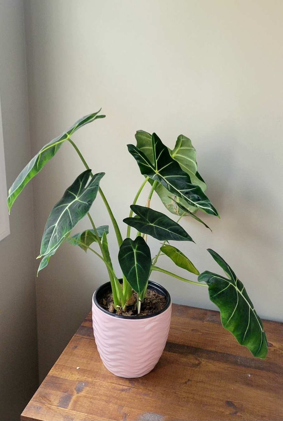 Alocasia Amazonica Plant - photo 2