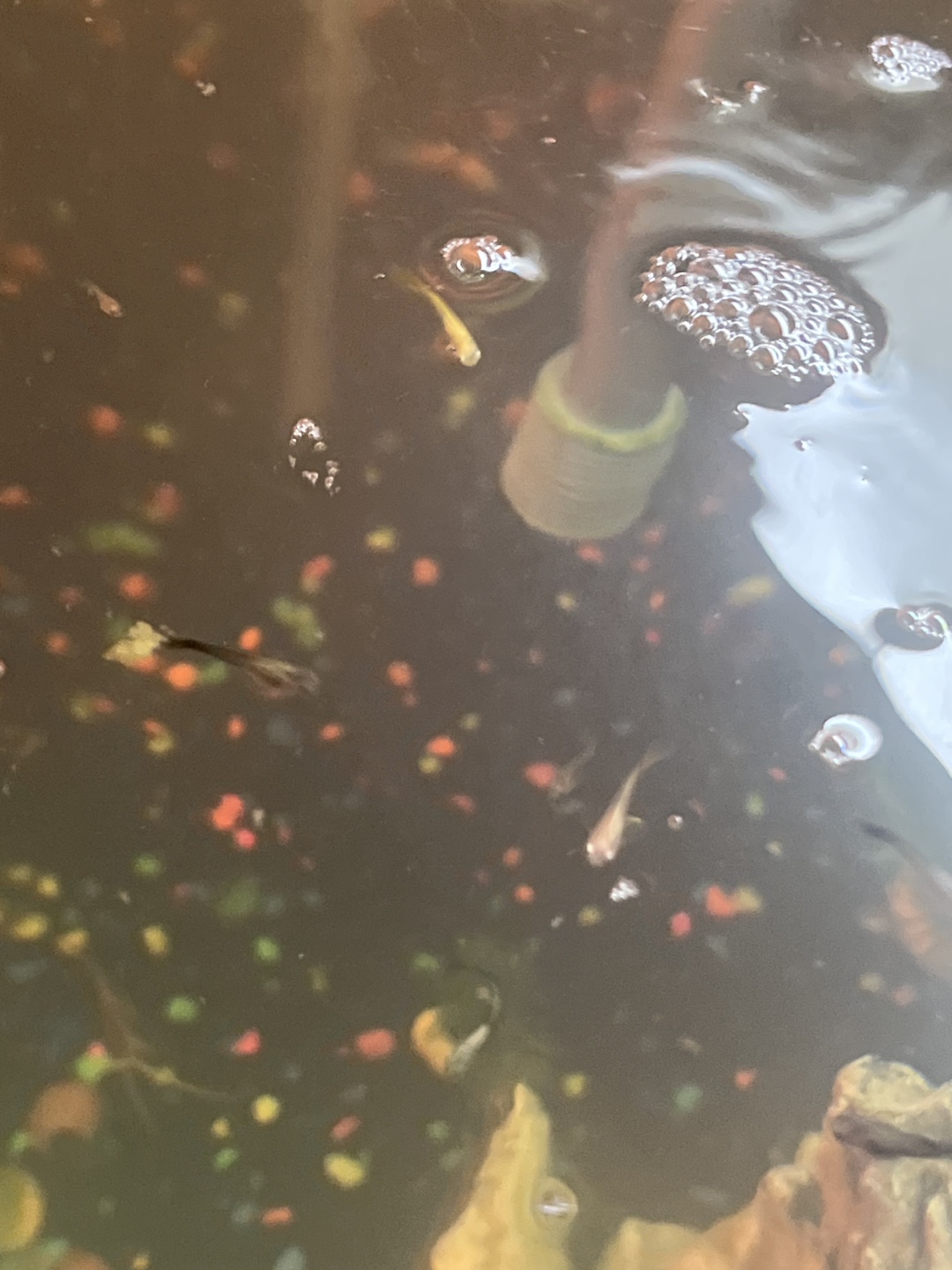 Aquarium and Fish