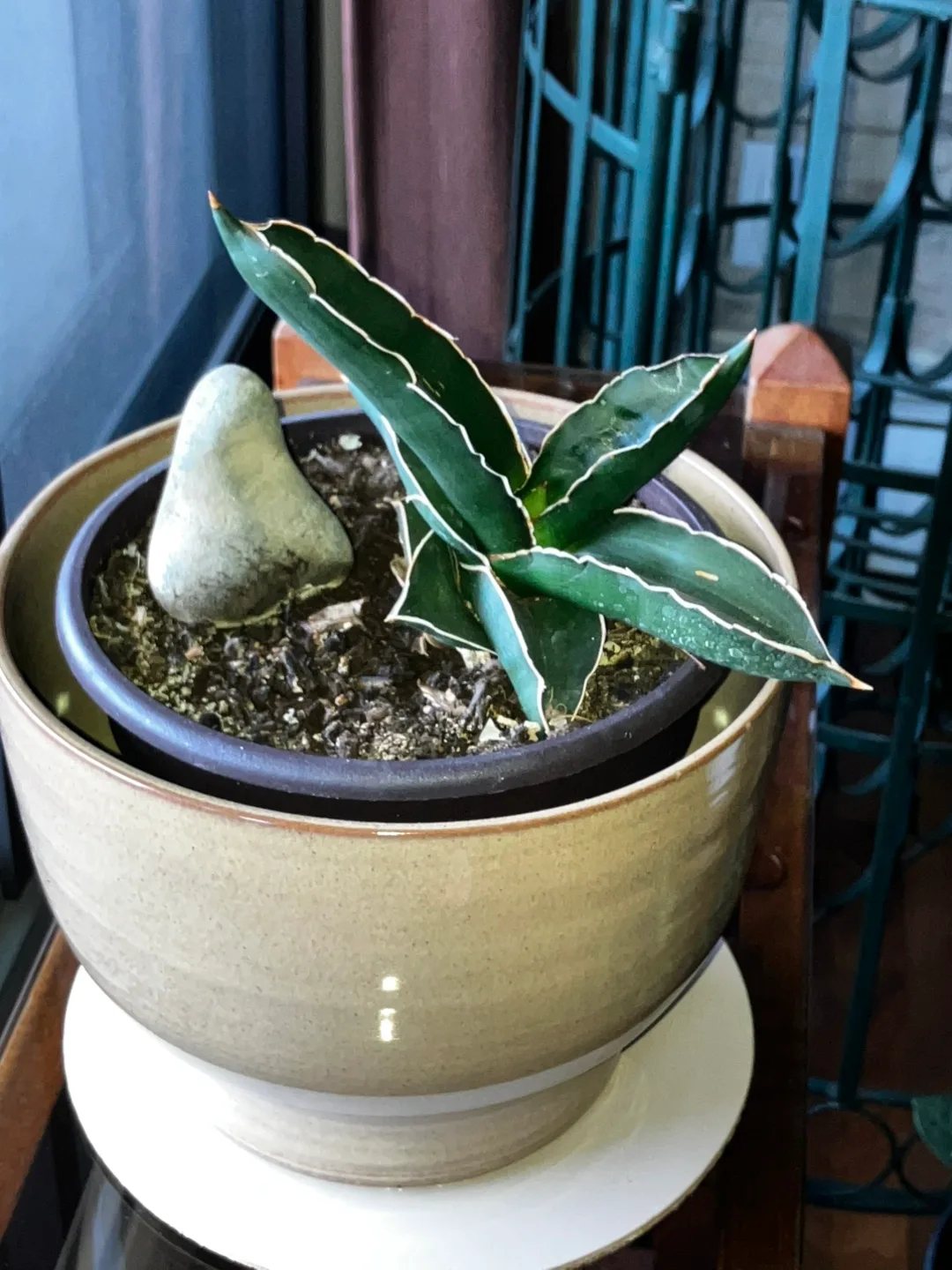 Samurai Plant with ceramic planter - plante samurai avec pot thumbnail