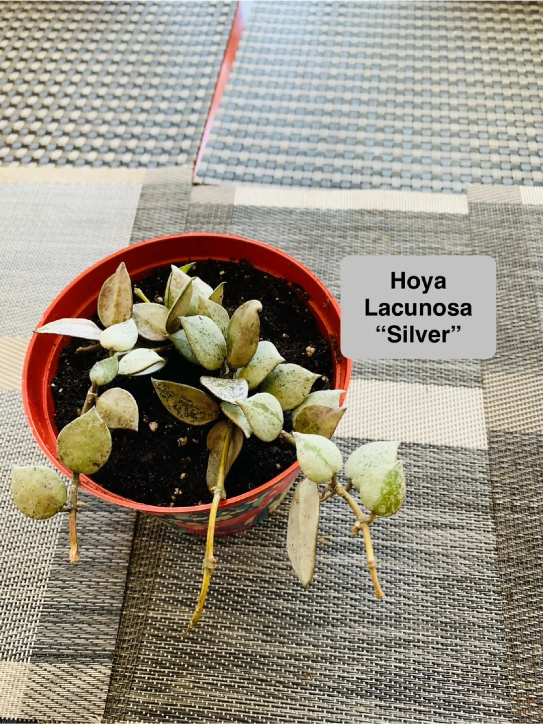 Hoya Plant Set: Silver and Wax Plant (Pet Friendly) image indicator(4)