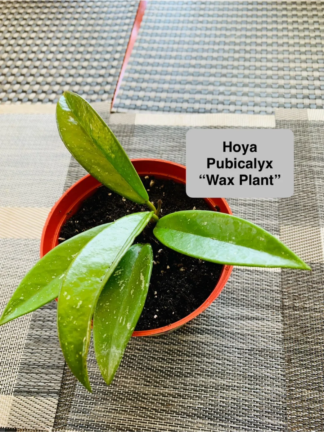 Hoya Plant Set: Silver and Wax Plant (Pet Friendly) image indicator(5)