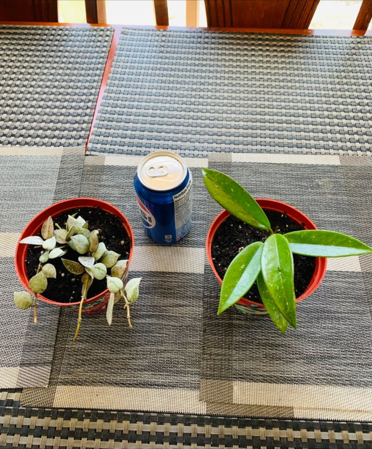 Hoya Plant Set: Silver and Wax Plant (Pet Friendly) image indicator(3)