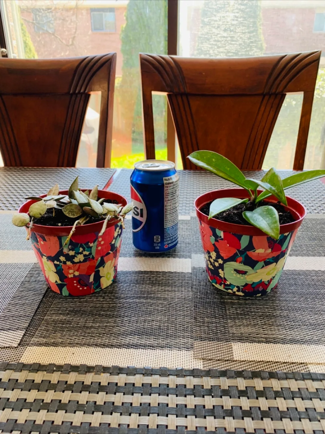 Hoya Plant Set: Silver and Wax Plant (Pet Friendly) image indicator(2)