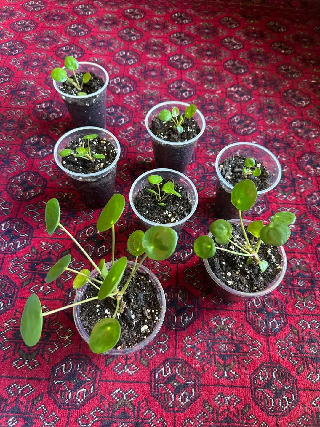 Pilea Peperomioides or Chinese Money Plants thumbnail