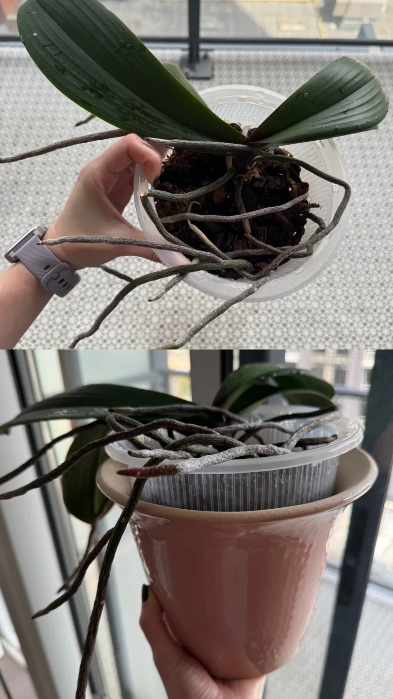 Orchid Plants image indicator(5)