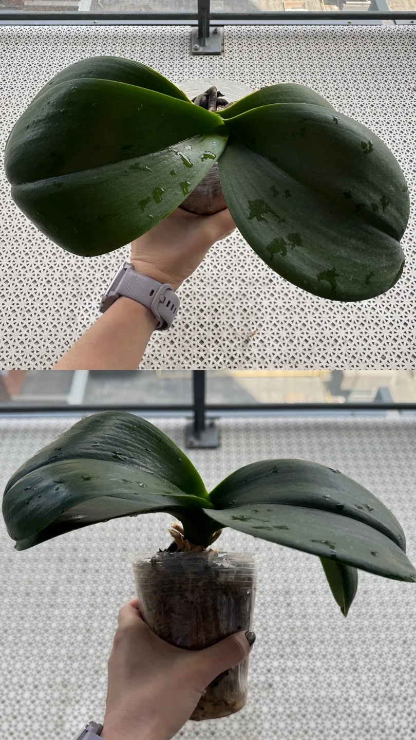 Orchid Plants image indicator(3)