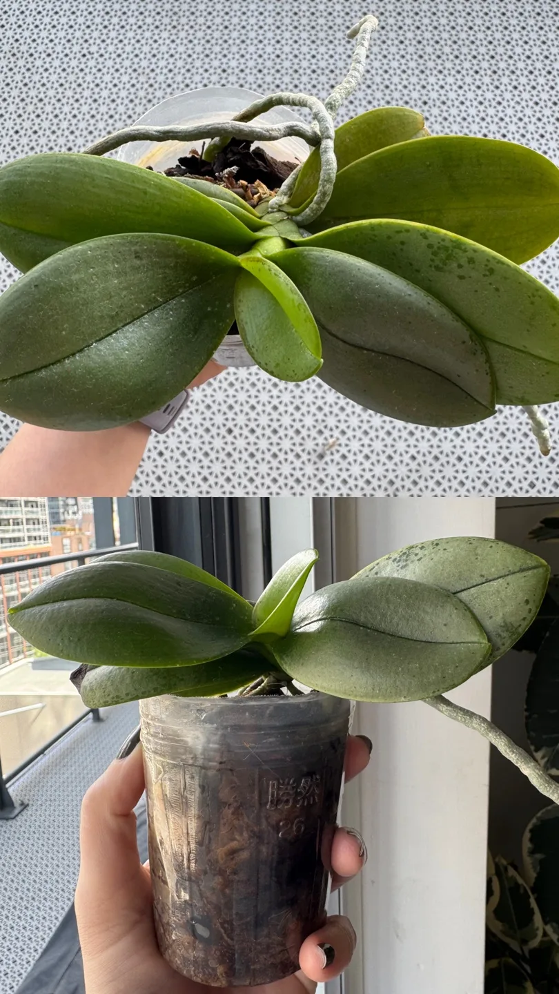 Orchid Plants image indicator(2)