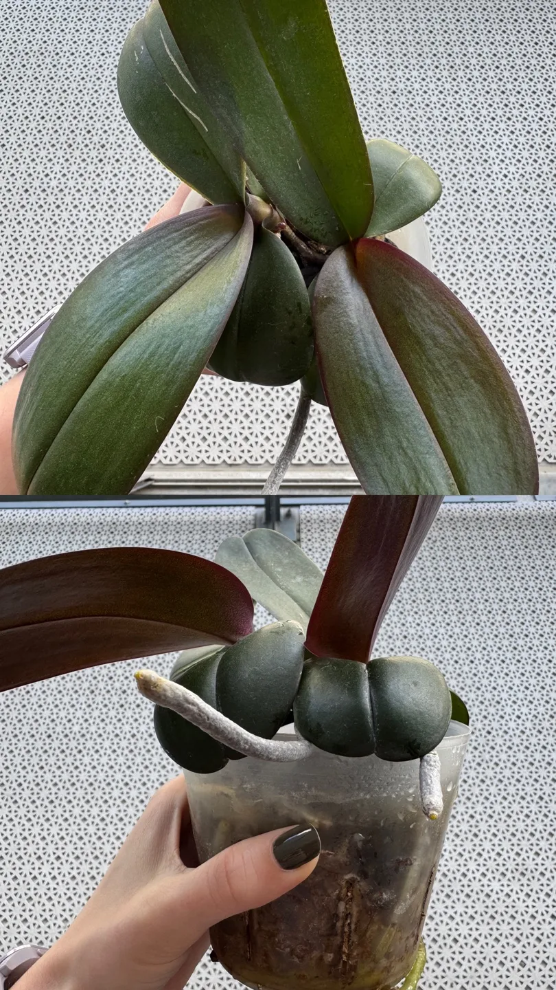 Orchid Plants image indicator(4)