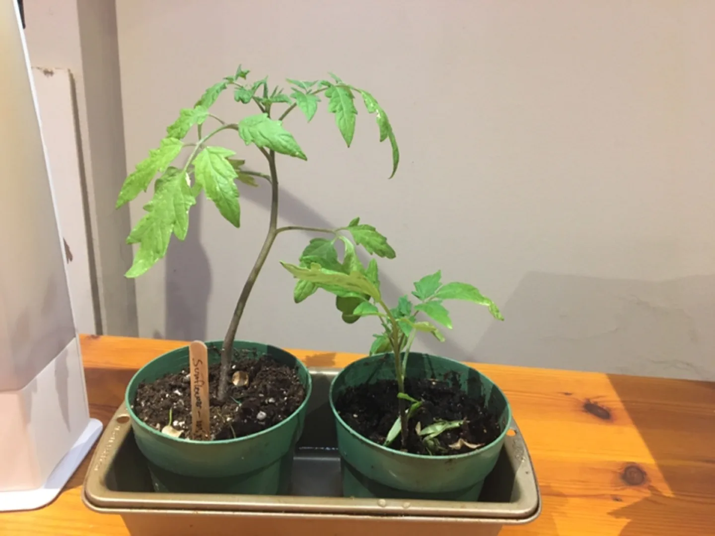 Young Tomato Plants thumbnail