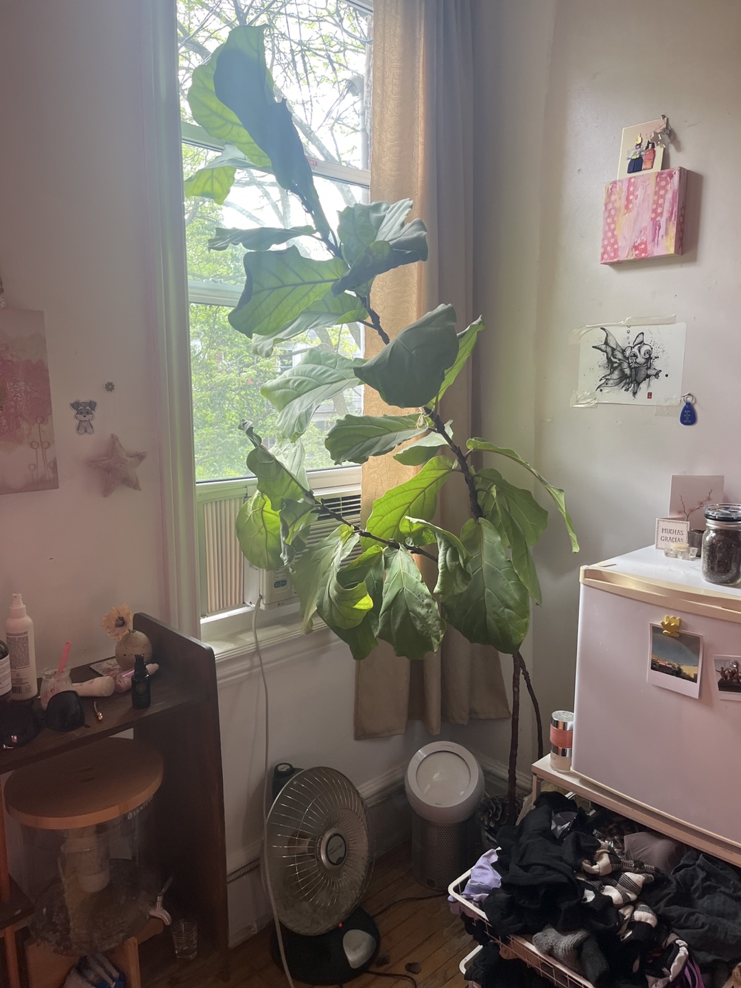 Fig Plant