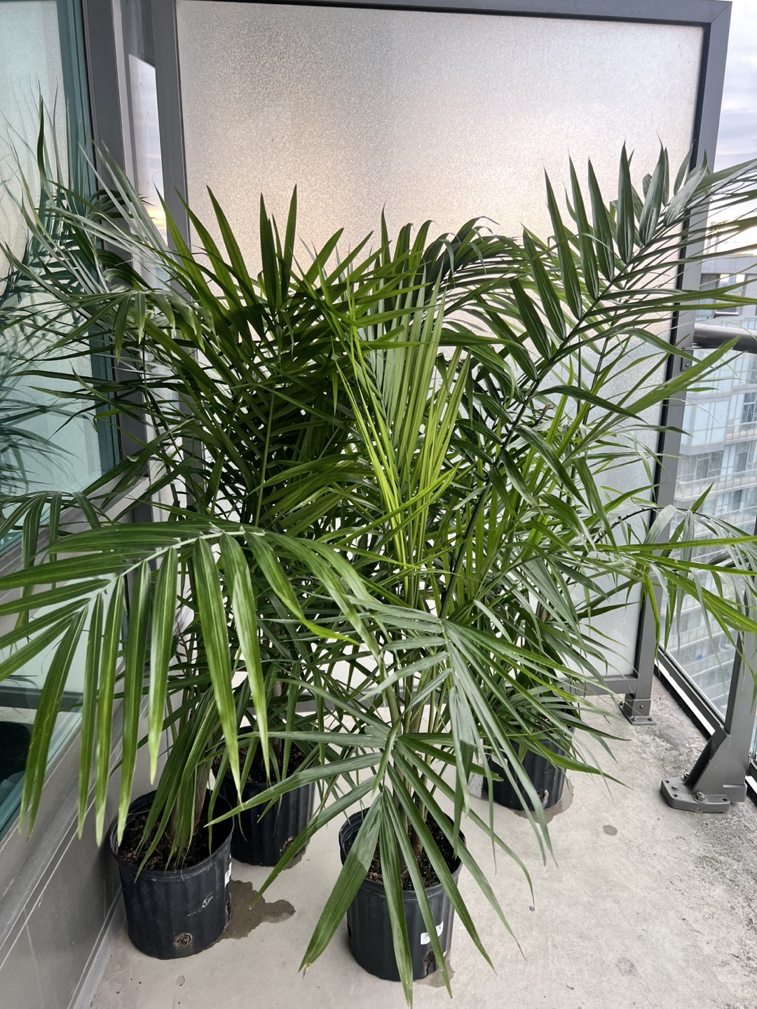 Areca Palm Plants - Set of 4 or Individual Sale