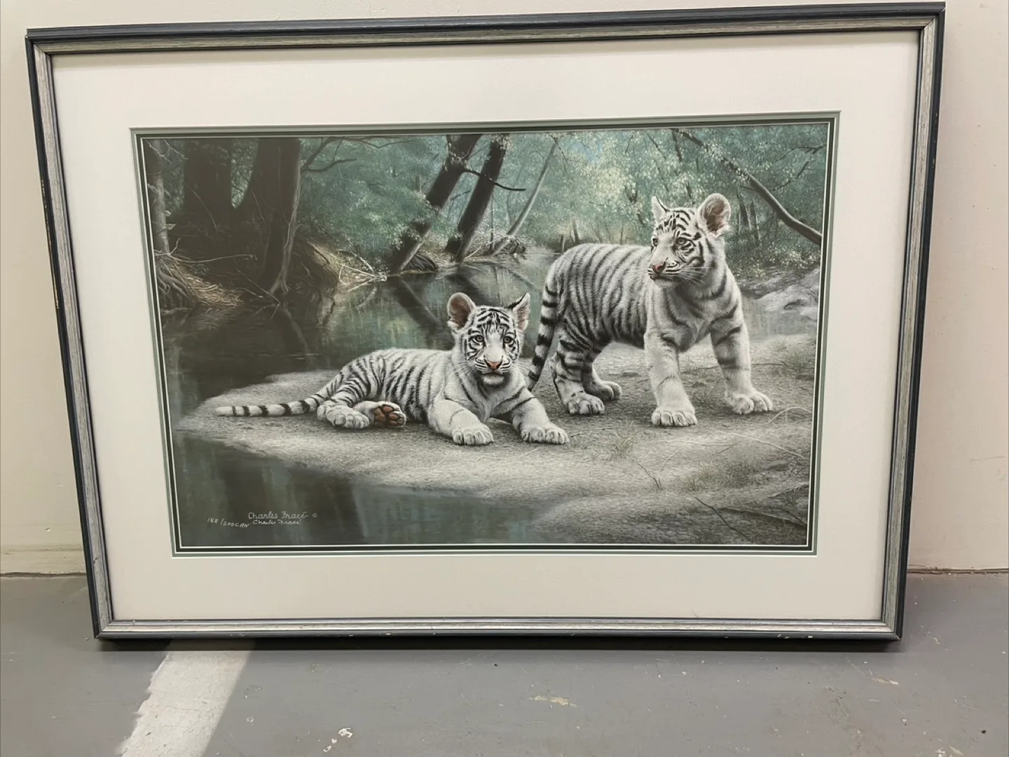 Framed Charles Fracé White Tiger Print thumbnail