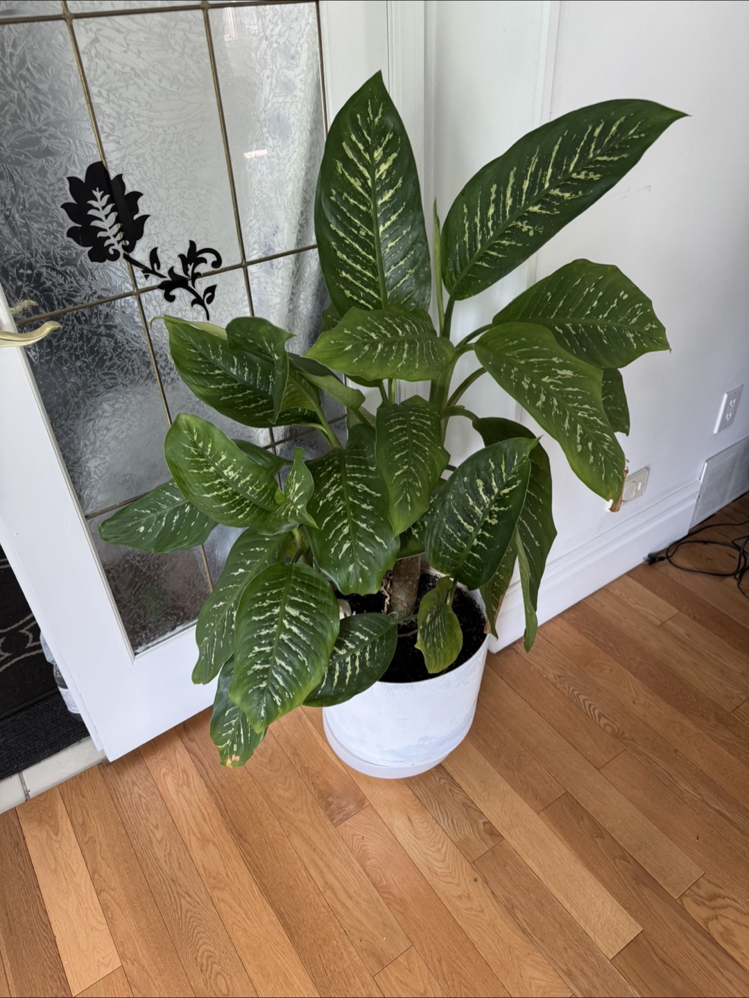 Potted House Plant