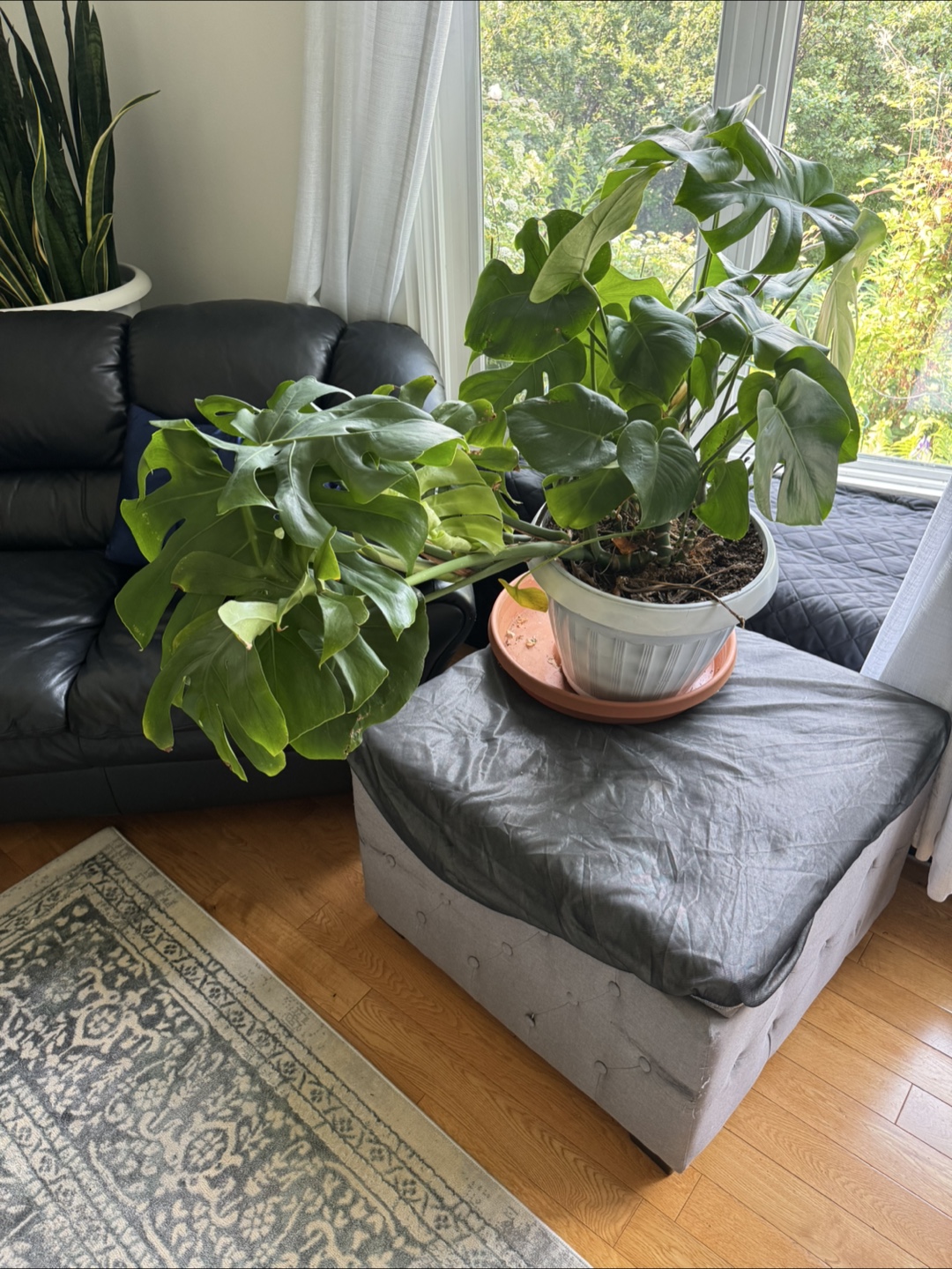 Monstera Plant