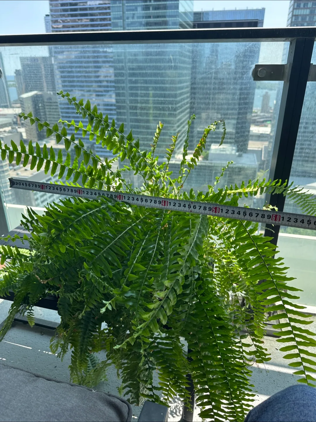 Large Boston Fern image indicator(2)