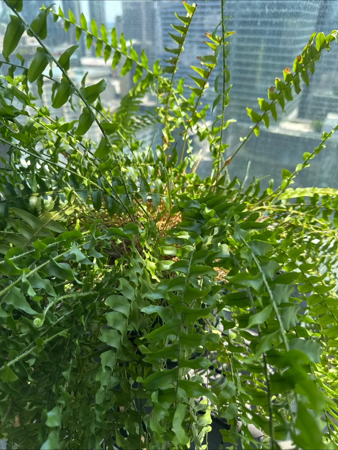 Large Boston Fern image indicator(3)