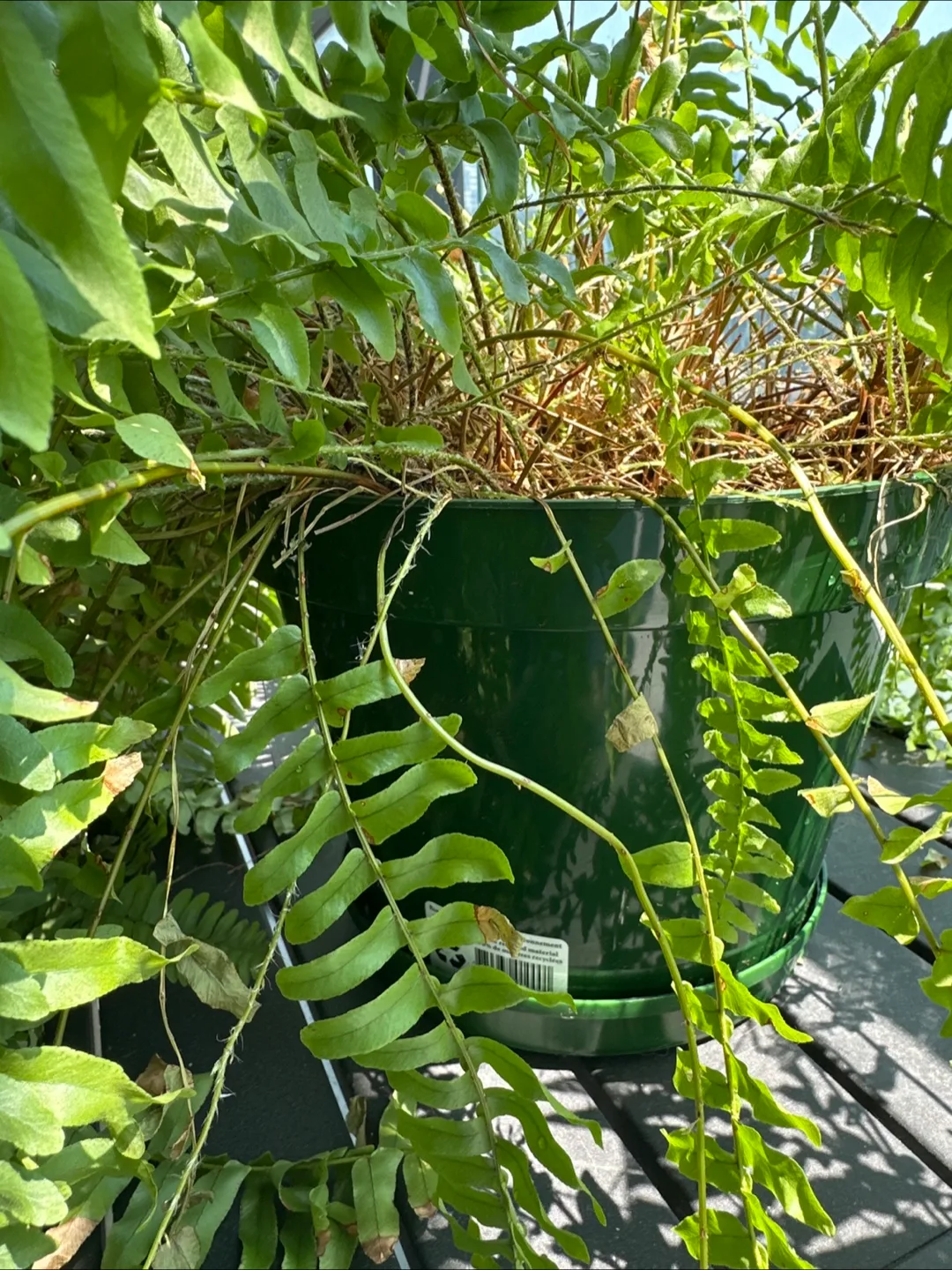 Large Boston Fern image indicator(4)