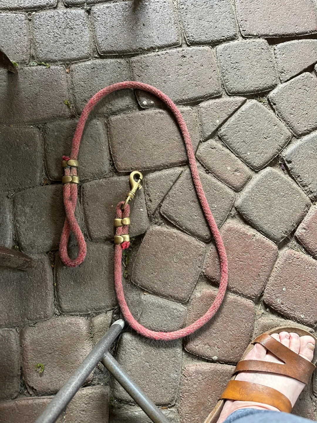 Red Dog Leash thumbnail