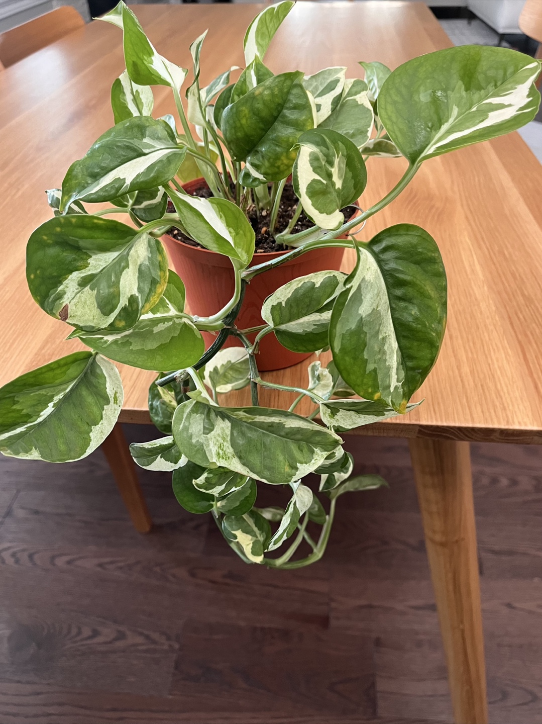 Variegated Pothos Plant - photo 2